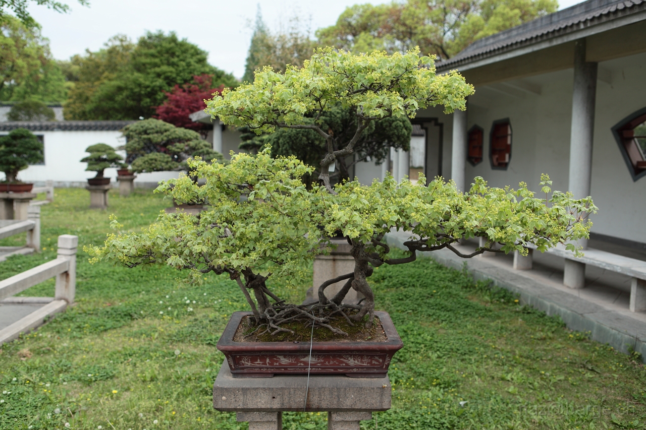 EOS 5D Mark II16_04_20135085.JPG